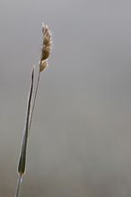 einsam dem Frost getrotzt wie der Fotograf