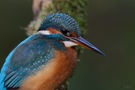 Eisvogel