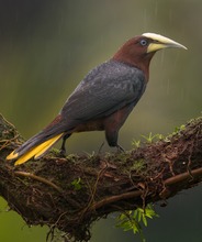 Regenwetter ist Fotografie-Wetter