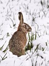 Feldhase im Schnee