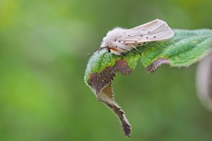 Breitflügeliger Fleckleibbär oder auch Weiße Tigermotte