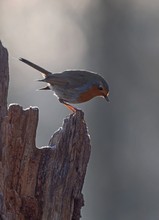 Der frühe Vogel...