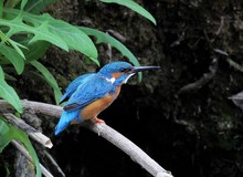 Eisvogel