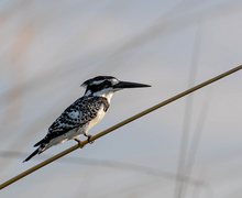 Graufischer, Pied Kingfisher