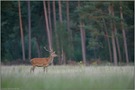 Jungspund... Rothirsch *Cervus elaphus*