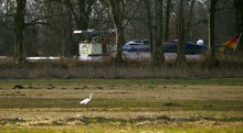 Silberreiher am Kanal