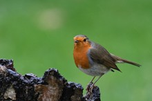 Rotkehlchen im Regen