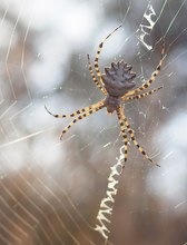 ARGIOPE LOBATA