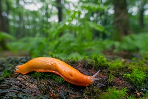 Farbklecks am Waldboden