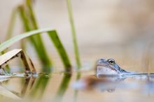 Grasfrosch im Laichgewässer