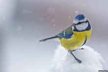 Winter und eine Blaumeise