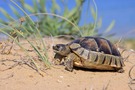 Junge Breitrandschildkröte in den Dünen