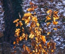 Herbstreminiszenz