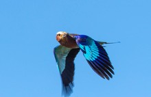 Gabelracke im Flug