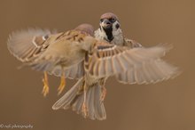 Futterneid der Feldsperlinge