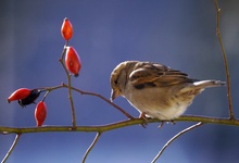 Der Spatz und die Hagebutten