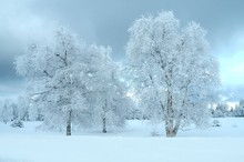 Birken im Schnee