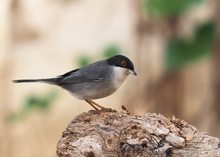 Samtkopf-Grasmücke (Sylvia melanocephala) Männchen