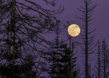 Vollmond am Harz