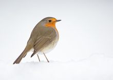 Rotkehlchen im schnee