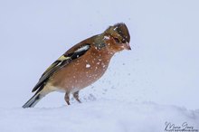 Der "Schneeschüttler"