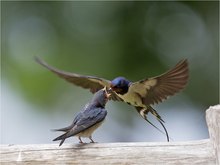 „Fütterung im Flug“