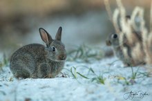 Baby-Kaninchen...