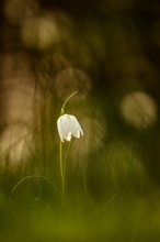 Schachblume im Abendlicht