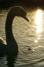 Schwan