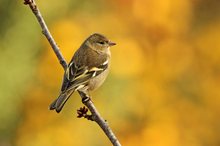 Frau Buchfink im Herbst