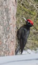 Glücksmomente im Winterwald