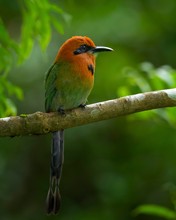 Plattschnabelmotmot