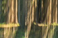 "Waldspiegelung"