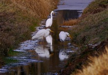 Familie (?) Silberreiher