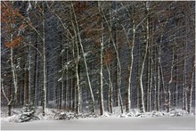 Schneegestöber im Schwarzwald