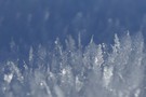 Eisbäumchen auf einer Schneedecke