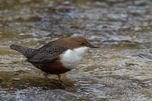 Wasseramsel (Cinclus cinclus)