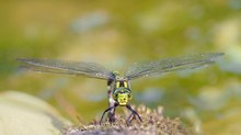 Die Blau-grüne Mosaikjungfer