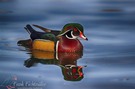 Wood Duck