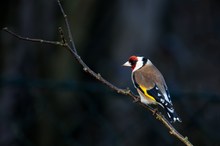 Stieglitz (Carduelis carduelis)