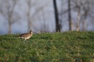 ~Großer Brachvogel~