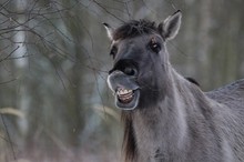 Konik