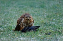 Mäusebussard (Buteo buteo)