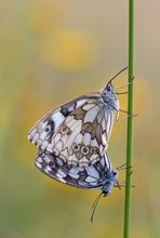 Schmetterlinge des Jahres 2019