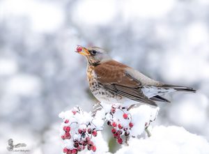 Wacholderdrossel, Schnee und Weißdornbeeren...