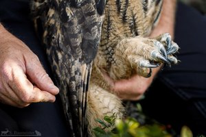 Die Waffen des Uhus