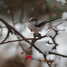 Schwanzmeise im Schnee