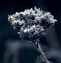 Stabkristall - Blume