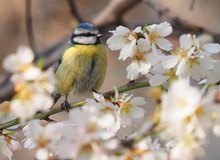 Blaumeise im Mandelbaum