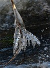 Saale"Diamanten"